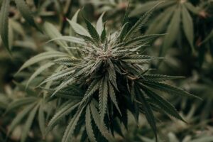 Leseprobe Cannabis und Psyche